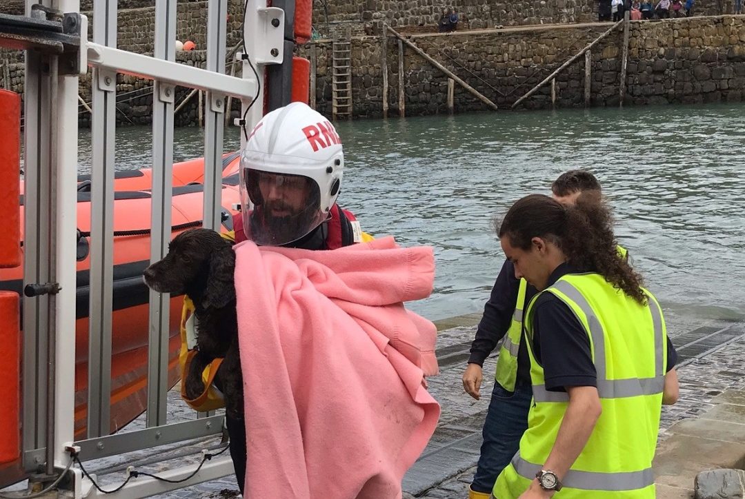 ‘Lucky’ dog rescued by Clovelly R.N.L.I.